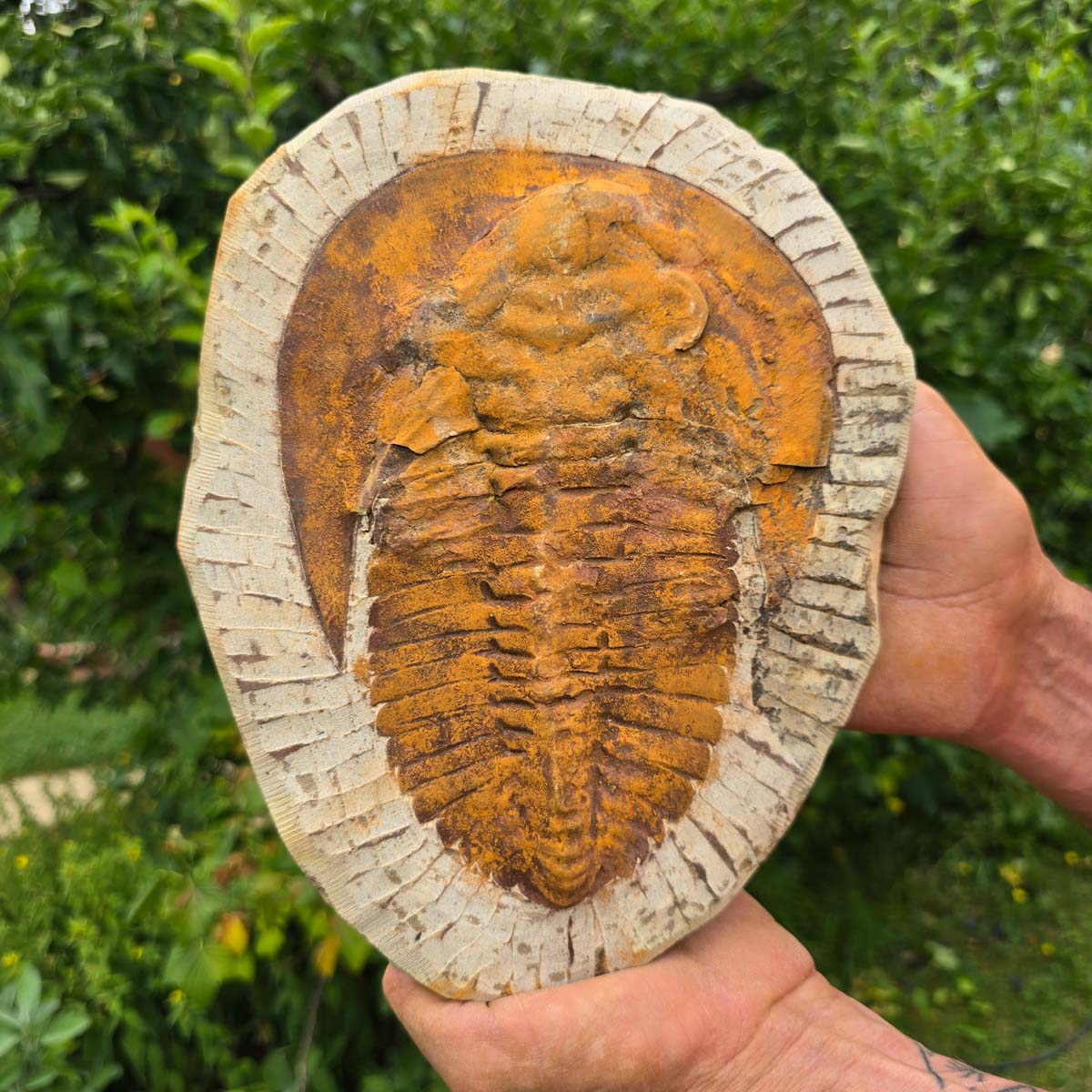 Echter Trilobit Fossil auf Matrix – Naturfund aus Marokko - handpräpariert - 25x19cm - Nr. 100