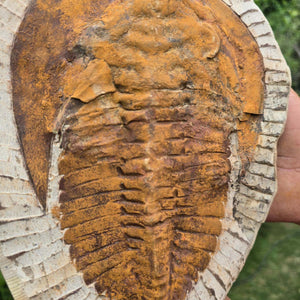 Echter Trilobit Fossil auf Matrix – Naturfund aus Marokko - handpräpariert - 25x19cm - Nr. 100