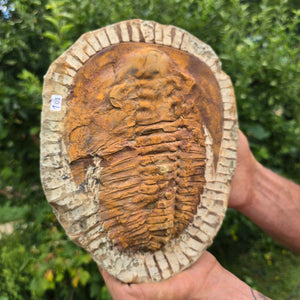 Echter Trilobit Fossil auf Matrix – Naturfund aus Marokko - handpräpariert - 25x19cm - Nr. 100
