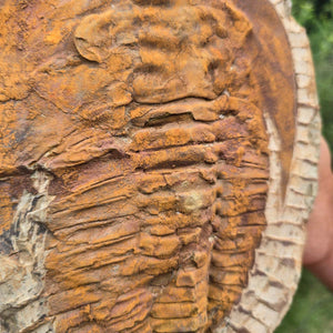 Echter Trilobit Fossil auf Matrix – Naturfund aus Marokko - handpräpariert - 25x19cm - Nr. 100