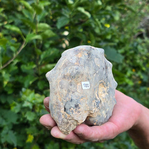 Ammonit - Echtes versteinertes Fossil - 100 Millionen Jahre alt - 13x10x6 cm - NR. 101