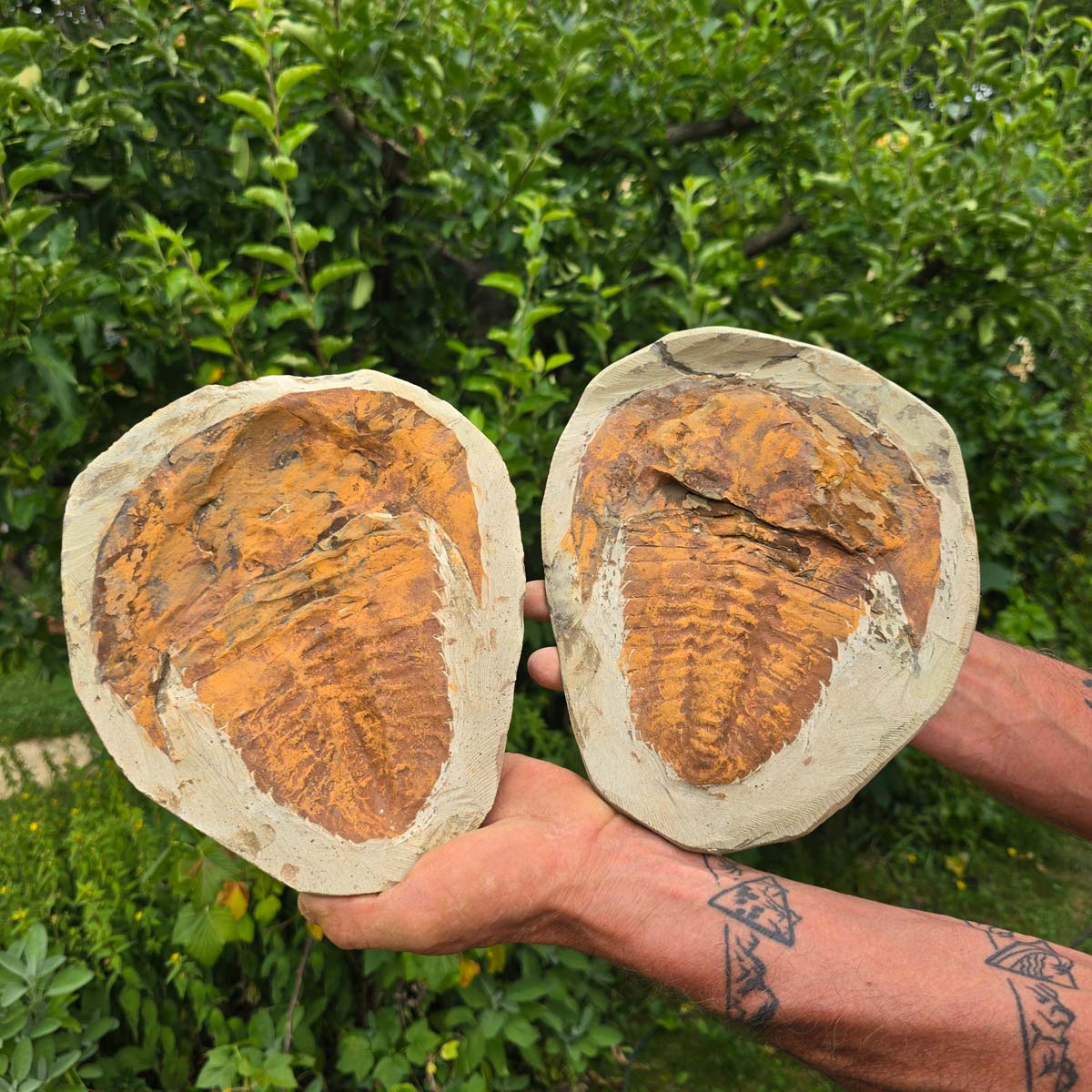 Original Trilobit Fossil mit Positiv- und Negativplatte - handpräpariert - 25x20cm - Nr. 102