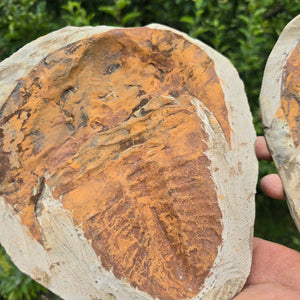 Original Trilobit Fossil mit Positiv- und Negativplatte - handpräpariert - 25x20cm - Nr. 102