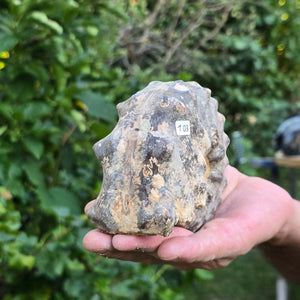 Ammonit - Echtes versteinertes Fossil - 100 Millionen Jahre alt - 12x10x6 cm - NR. 103