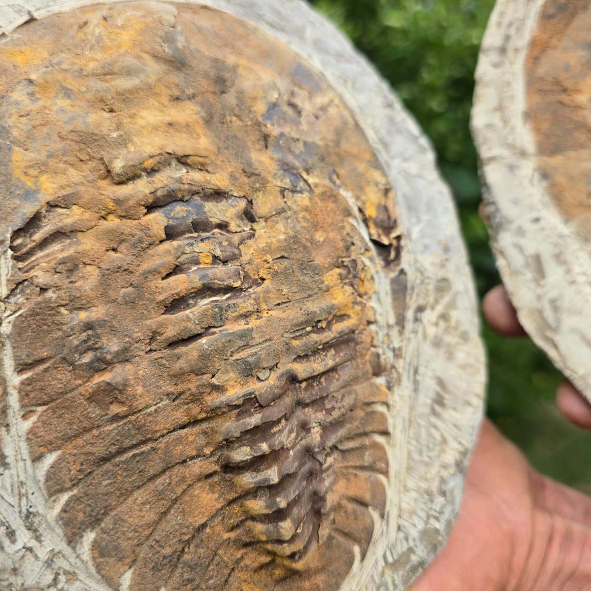 Original Trilobit Fossil mit Positiv- und Negativplatte - handpräpariert - 22x17cm - Nr. 103