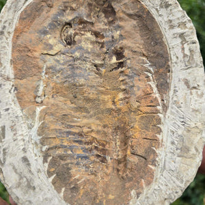 Original Trilobit Fossil mit Positiv- und Negativplatte - handpräpariert - 22x17cm - Nr. 103