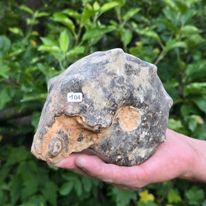 Ammonit - Echtes versteinertes Fossil - 100 Millionen Jahre alt - 16x13x6 cm - NR. 104