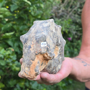 Ammonit - Echtes versteinertes Fossil - 100 Millionen Jahre alt - 16x13x6 cm - NR. 104