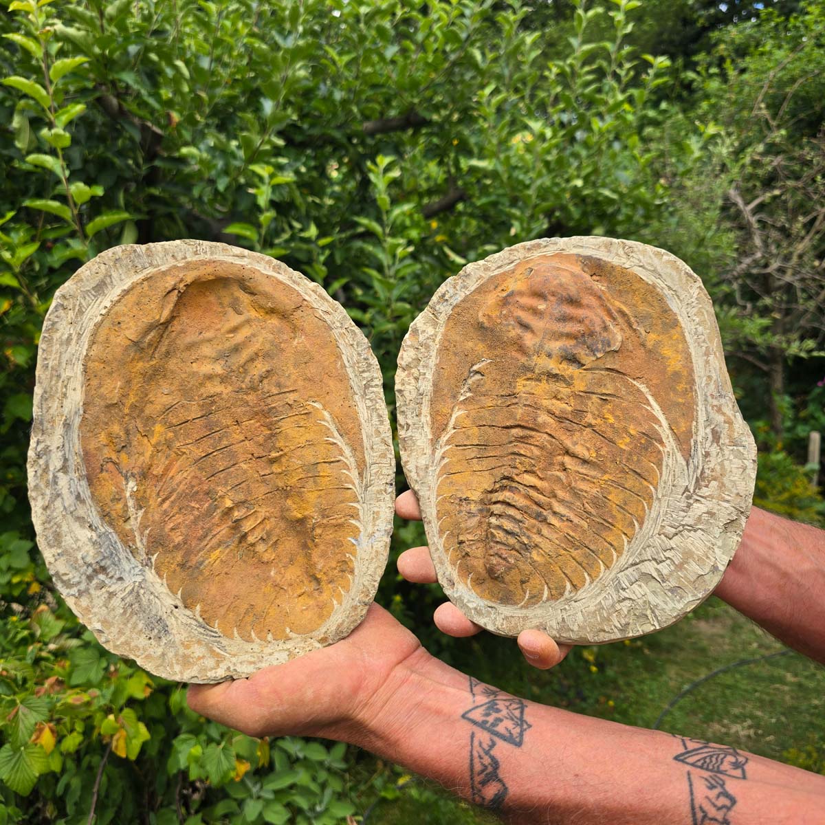 Original Trilobit Fossil mit Positiv- und Negativplatte - handpräpariert - 27x19cm - Nr. 104