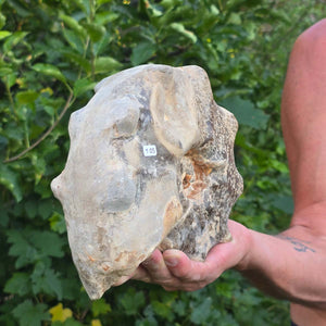 Ammonit - Echtes versteinertes Fossil - 100 Millionen Jahre alt - 22x19x9 cm - NR. 105