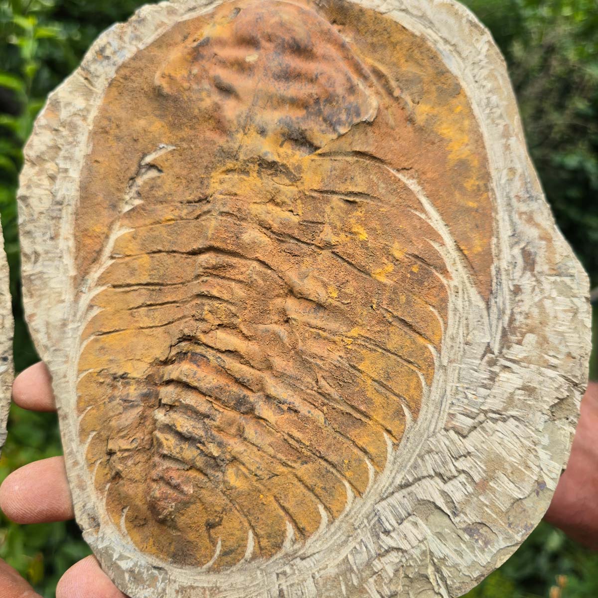 Original Trilobit Fossil mit Positiv- und Negativplatte - handpräpariert - 27x19cm - Nr. 104