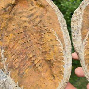 Original Trilobit Fossil mit Positiv- und Negativplatte - handpräpariert - 24x20cm - Nr. 105