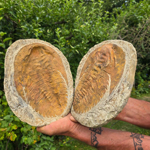 Original Trilobit Fossil mit Positiv- und Negativplatte - handpräpariert - 27x19cm - Nr. 104