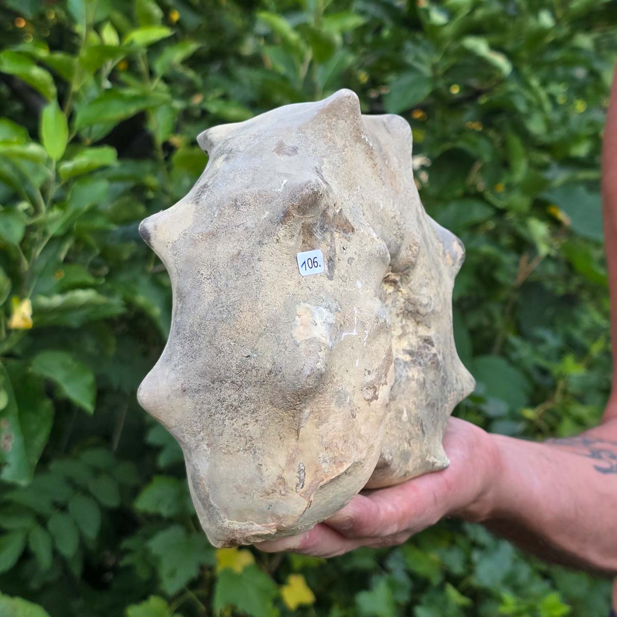 Ammonit - Echtes versteinertes Fossil - 100 Millionen Jahre alt - 20x17x8 cm - NR. 106