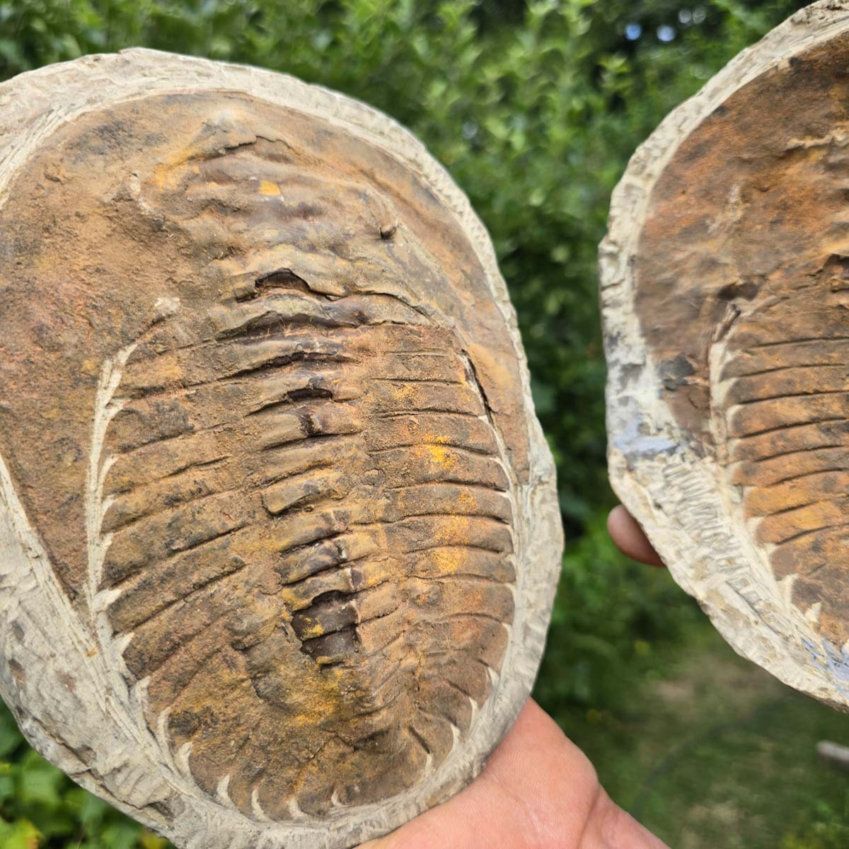 Original Trilobit Fossil mit Positiv- und Negativplatte - handpräpariert - 21x19cm - Nr. 106