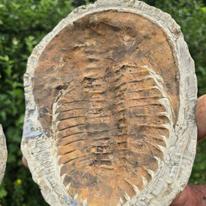 Original Trilobit Fossil mit Positiv- und Negativplatte - handpräpariert - 21x19cm - Nr. 106
