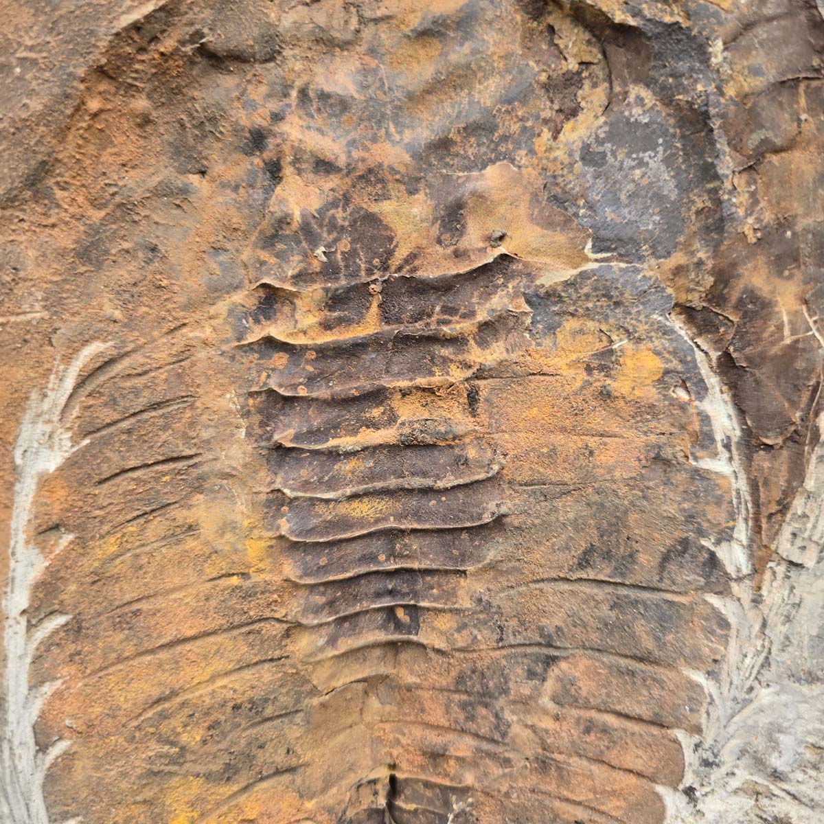 Original Trilobit Fossil mit Positiv- und Negativplatte - handpräpariert - 25x20cm - Nr. 107