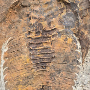 Original Trilobit Fossil mit Positiv- und Negativplatte - handpräpariert - 25x20cm - Nr. 107