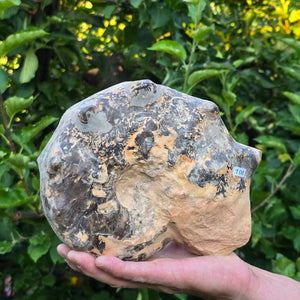 Ammonit - Echtes versteinertes Fossil - 100 Millionen Jahre alt - 21x17x9 cm - NR. 108