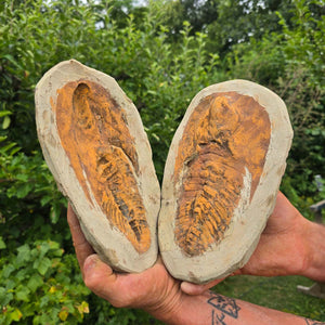 Original Trilobit Fossil mit Positiv- und Negativplatte - handpräpariert - 24x16cm - Nr. 108