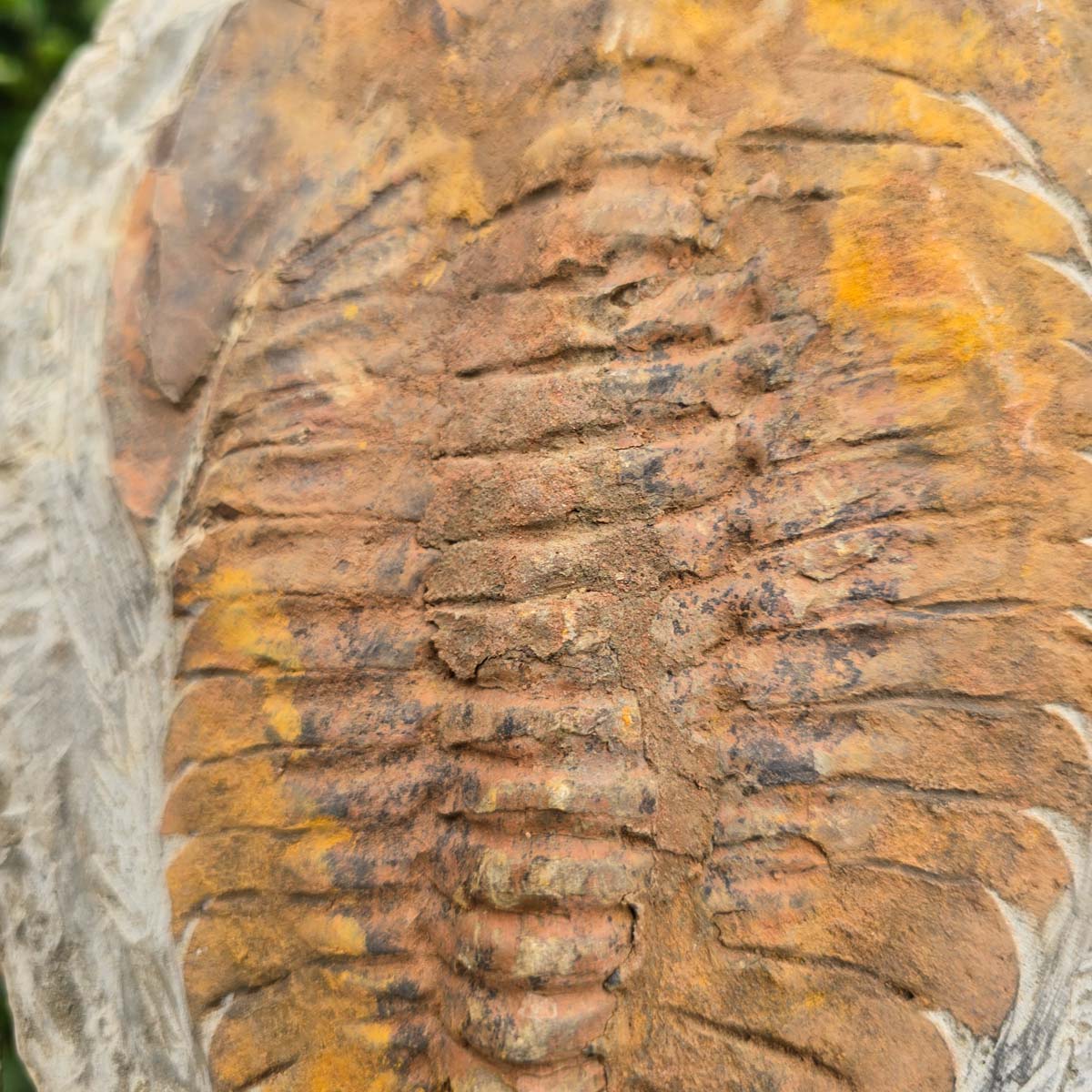 Original Trilobit Fossil mit Positiv- und Negativplatte - handpräpariert - 24x17cm - Nr. 109