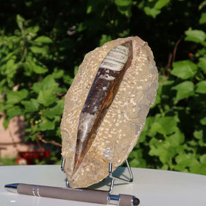 Orthoceras Fossil – 21x10cm geschliffene Platte aus Marokko - Nr. 10