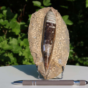 Orthoceras Fossil – 21x10cm geschliffene Platte aus Marokko - Nr. 10