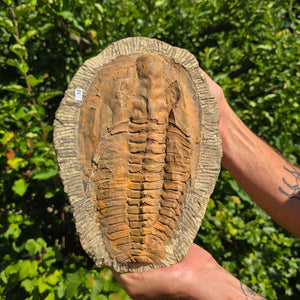 Echter Trilobit Fossil auf Matrix – Naturfund aus Marokko - handpräpariert - 27x20cm - Nr. 10