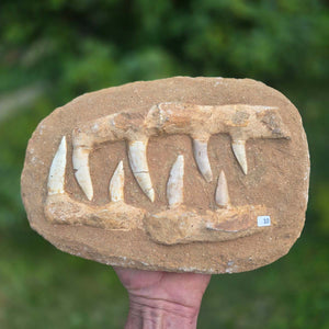 Mosasaurier Kiefer mit originalen Zähnen (Präpariert) – Fossil aus Marokko - 26x17cm - Nr. 10