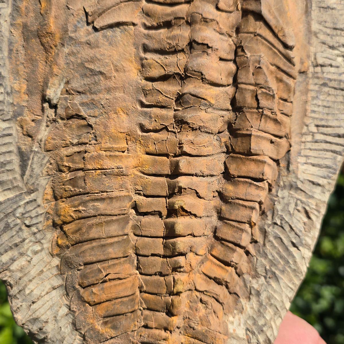 Echter Trilobit Fossil auf Matrix – Naturfund aus Marokko - handpräpariert - 27x20cm - Nr. 10