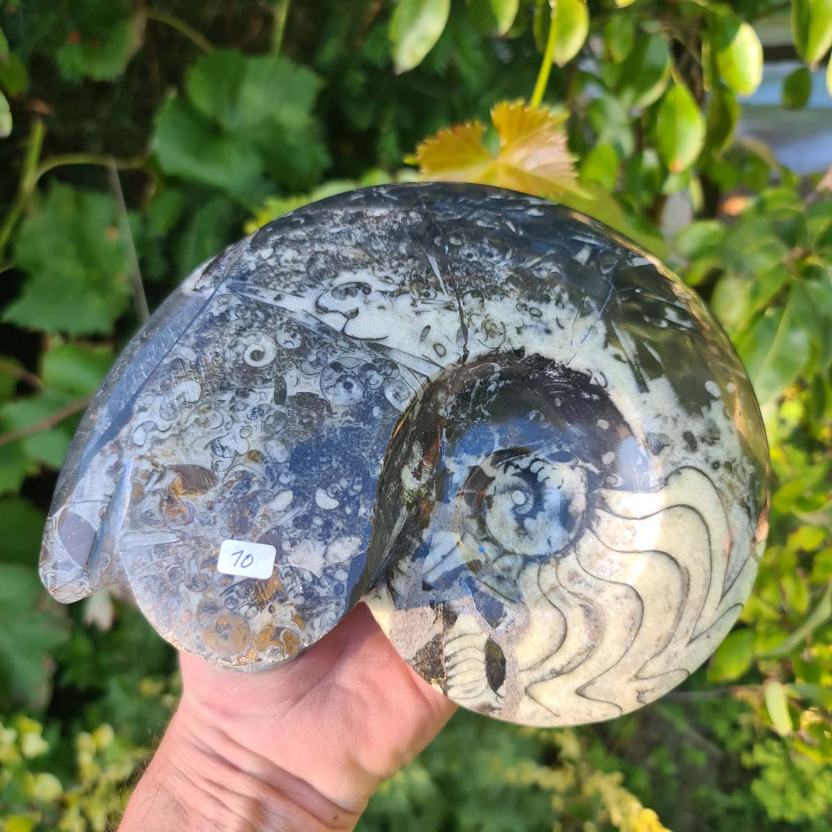 Ammonit - Echtes versteinertes Fossil - 100 Millionen Jahre alt - 22x17 cm - NR. 49