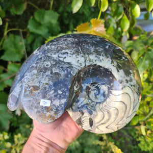 Ammonit - Echtes versteinertes Fossil - 100 Millionen Jahre alt - 22x17 cm - NR. 49