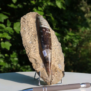 Orthoceras Fossil – 21x10cm geschliffene Platte aus Marokko - Nr. 10