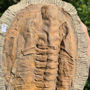 Echter Trilobit Fossil auf Matrix – Naturfund aus Marokko - handpräpariert - 27x20cm - Nr. 10