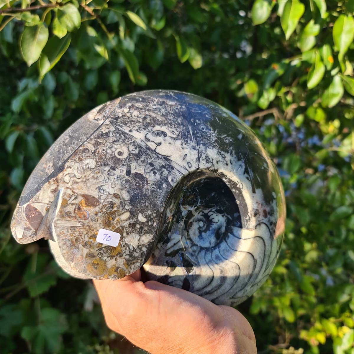 Ammonit - Echtes versteinertes Fossil - 100 Millionen Jahre alt - 22x17 cm - NR. 49