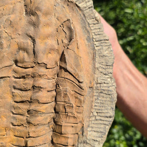 Echter Trilobit Fossil auf Matrix – Naturfund aus Marokko - handpräpariert - 27x20cm - Nr. 10