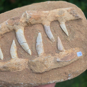 Mosasaurier Kiefer mit originalen Zähnen (Präpariert) – Fossil aus Marokko - 26x17cm - Nr. 10