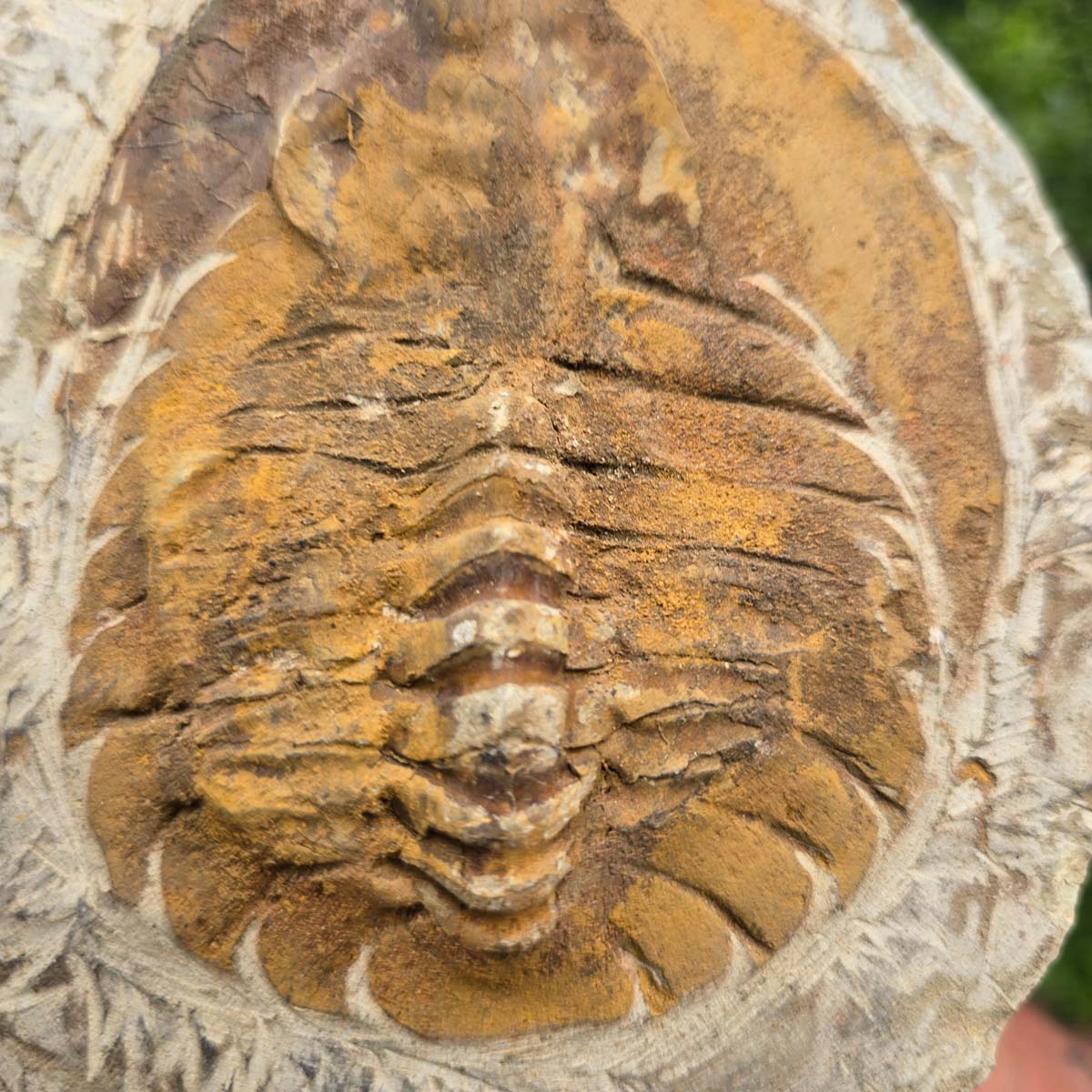 Original Trilobit Fossil mit Positiv- und Negativplatte - handpräpariert - 17x15cm - Nr. 110
