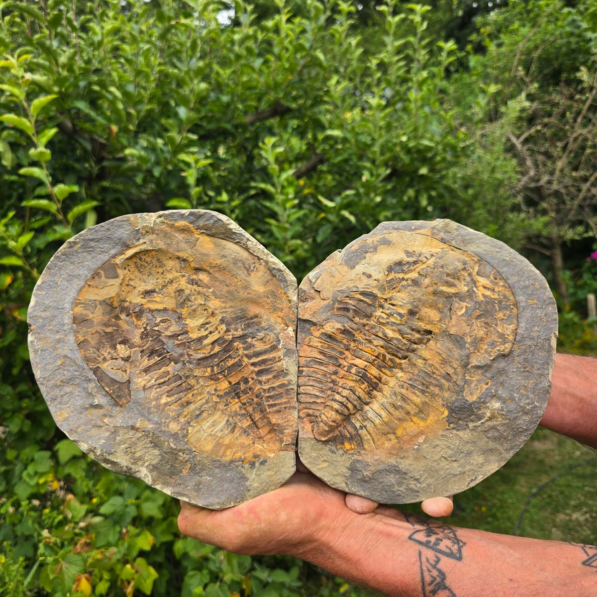 Original Trilobit Fossil mit Positiv- und Negativplatte - handpräpariert - 22x19cm - Nr. 111