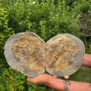 Original Trilobit Fossil mit Positiv- und Negativplatte - handpräpariert - 22x19cm - Nr. 111