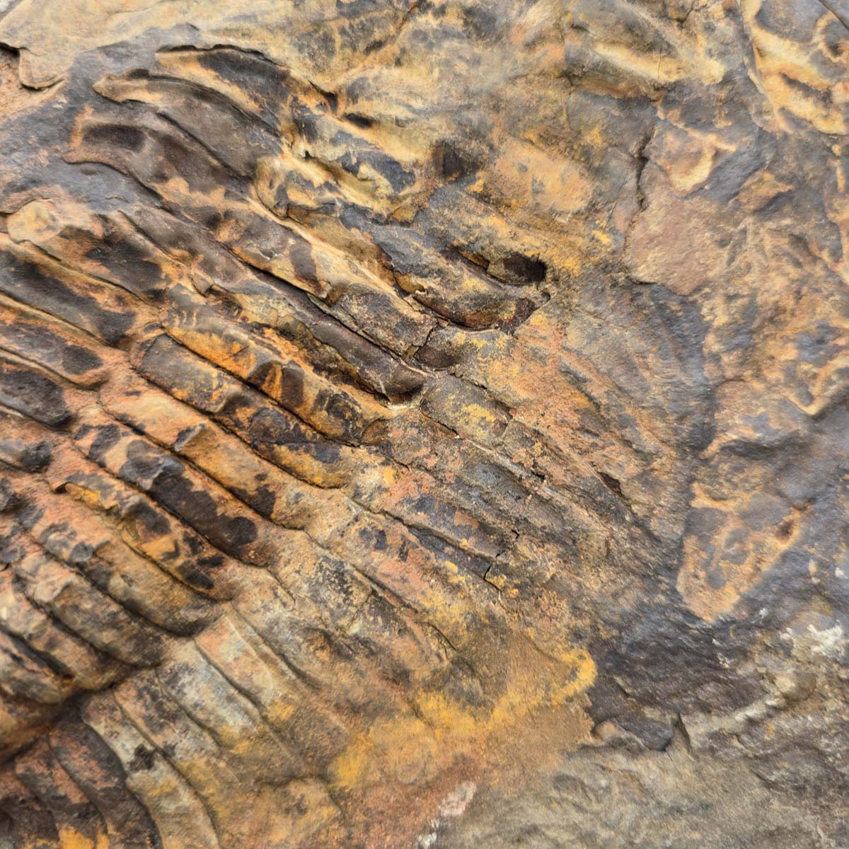 Original Trilobit Fossil mit Positiv- und Negativplatte - handpräpariert - 22x19cm - Nr. 111