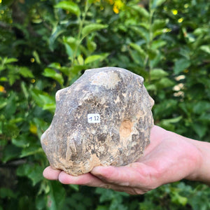 Ammonit - Echtes versteinertes Fossil - 100 Millionen Jahre alt - 19x16x8 cm - NR. 110