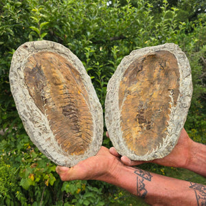 Original Trilobit Fossil mit Positiv- und Negativplatte - handpräpariert - 28x20cm - Nr. 112