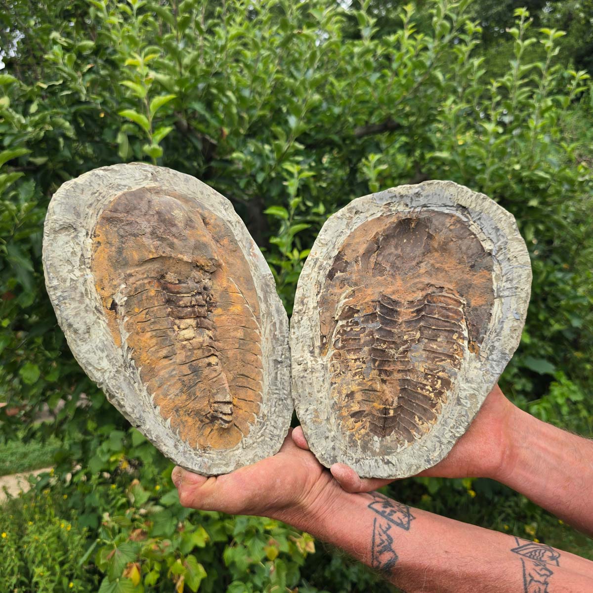 Original Trilobit Fossil mit Positiv- und Negativplatte - handpräpariert - 27x19cm - Nr. 113