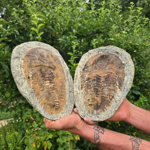 Original Trilobit Fossil mit Positiv- und Negativplatte - handpräpariert - 27x19cm - Nr. 113