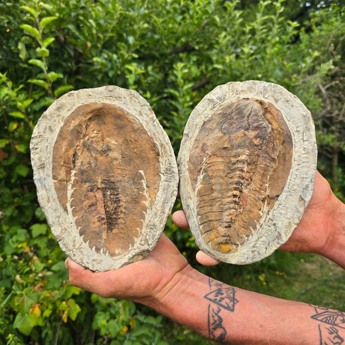 Original Trilobit Fossil mit Positiv- und Negativplatte - handpräpariert - 21x16cm - Nr. 114
