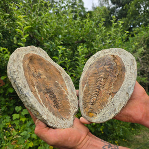 Original Trilobit Fossil mit Positiv- und Negativplatte - handpräpariert - 21x16cm - Nr. 114