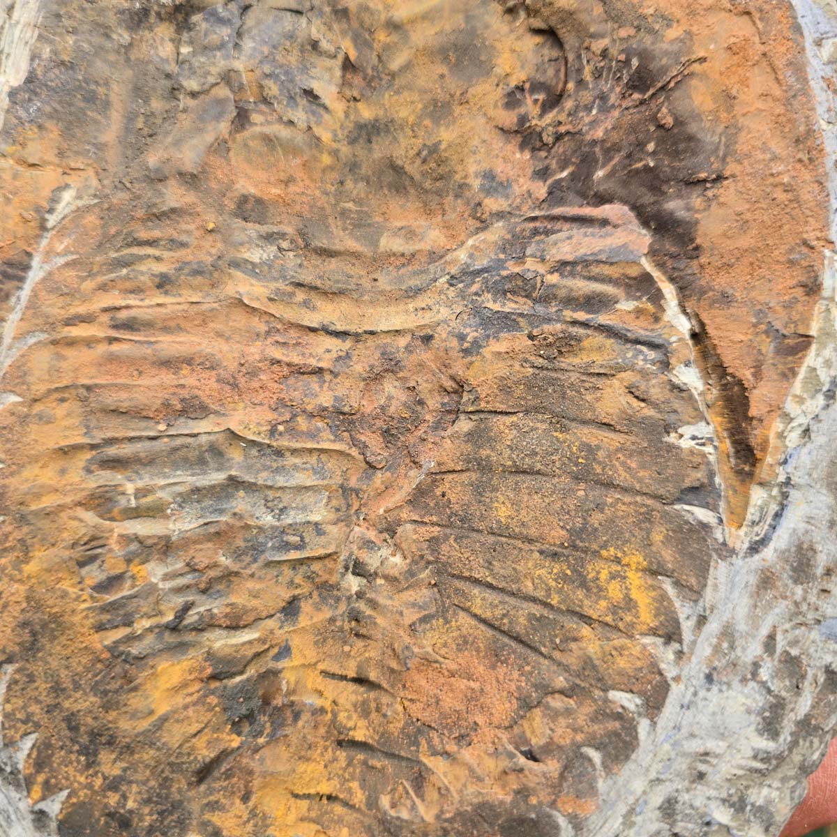 Original Trilobit Fossil mit Positiv- und Negativplatte - handpräpariert - 22x17cm - Nr. 115