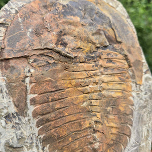 Original Trilobit Fossil mit Positiv- und Negativplatte - handpräpariert - 22x17cm - Nr. 115
