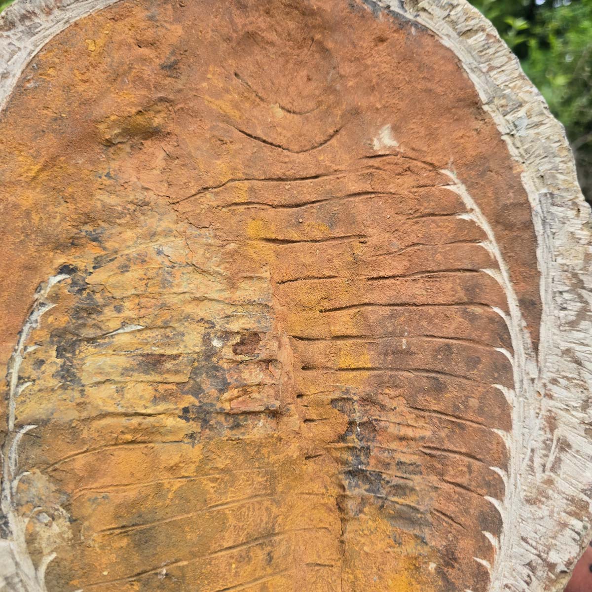 Original Trilobit Fossil mit Positiv- und Negativplatte - handpräpariert - 33x27cm - Nr. 116